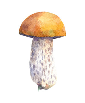 Birch bolete mushroom isolated on white background. Watercolor hand drawn illustration.