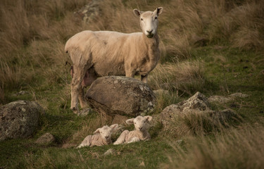 New Zealand Sheep