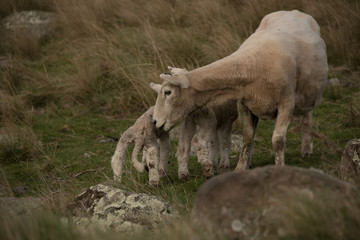 New Zealand Sheep