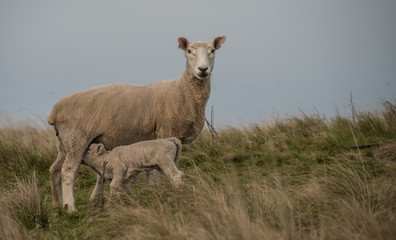 Obraz premium New Zealand Sheep