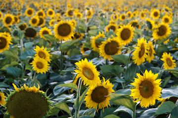 Field of blooming sunflowers. Agriculture and farm background. Countryside concept.