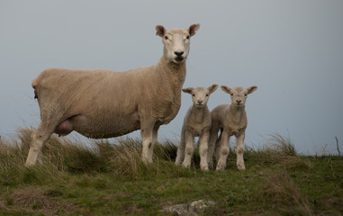 Obraz premium New Zealand Sheep