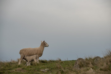 New Zealand Sheep