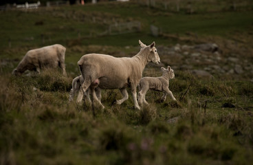 Obraz na płótnie Canvas New Zealand Sheep