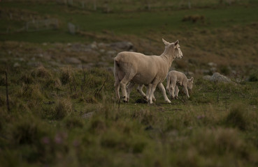 Naklejka na ściany i meble New Zealand Sheep