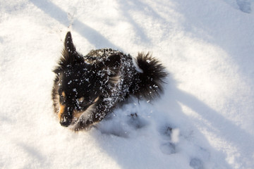 Beautiful winter landscape with the cute little black puppy.