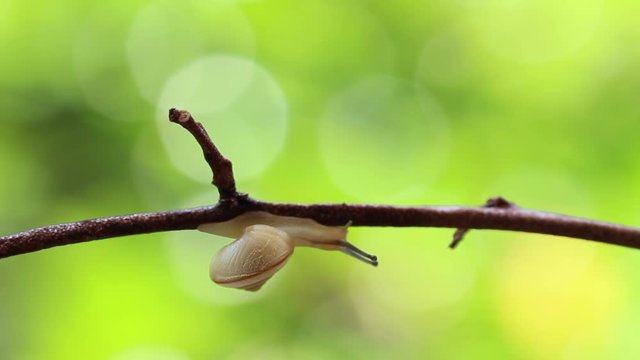 The land snail, bradybaena pellucida, crawling on the twig, HD, raw