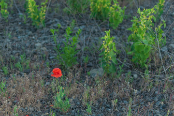 Red poppy on a background of stones.