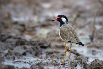 Red-wattled Lapwing - Vanellus indicus, large colored plover from Asian swamps and fresh waters.