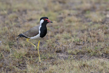 Red-wattled Lapwing - Vanellus indicus, large colored plover from Asian swamps and fresh waters.