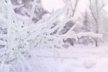 Snowcowered branches. Winter blur pink background. Frost trees.