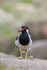 Red-wattled Lapwing - Vanellus indicus, large colored plover from Asian swamps and fresh waters.