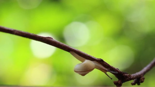 The land snail, bradybaena pellucida, crawling on the twig, HD, raw