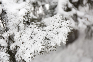 Snowcowered branches. Winter blur background. Frost trees.
