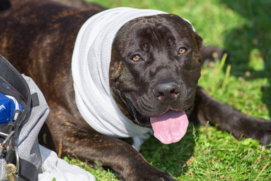 dog Staford with a towel on his head is saved from the heat