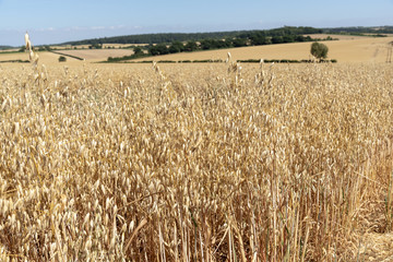 Barley growing on a Hampshire farm near Micheldever, Hants, England UK around harvest time.