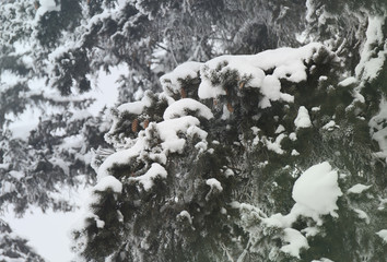 Snowcowered branches. Winter blur background. Frost trees.