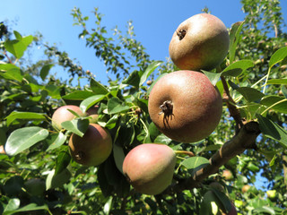 Ripe pears hanging on a tree branch on blue sky background. Pear tree in the summer orchard