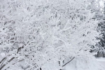 Snowcowered branches. Winter blur background. Frost trees.