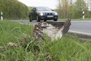 Rotmilan (Milvus milvus) als Stra&szlig;enopfer