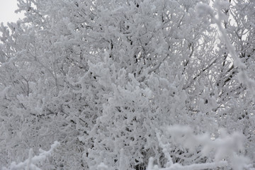 Snowcowered branches. Winter blur background. Frost trees.