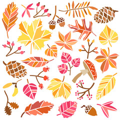 Autumn leaves vector set . Fall illustration isolated