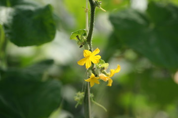 Cucumber flowers in the greenhouse