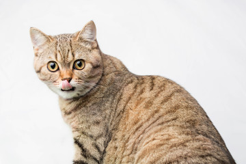 The cat of the Scotty Straight breed stuck out his tongue and looks into the camera. Tabby color of a Scottish kitten.