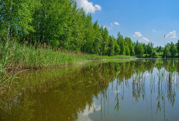 Fototapeta na wymiar Forest lake on a clear Sunny day
