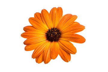 beautiful orange osteospermum or african daisy flower isolated on white