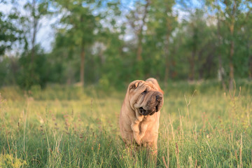 dog breed SharPei sitting in a field . close up