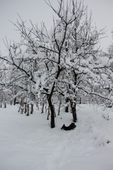 Beautiful winter landscape scene with scene with snow covered trees.