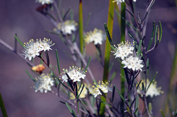 White and yellow flowers of the Australian native Phebalium squamulosum, growing in heath, Little Marley Fire Trail, Royal National Park, Sydney, NSW, Australia. Winter and spring flowering.