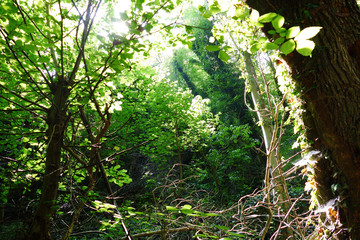 Summer in a thick forest with fresh green leaves. Sunlight passes through the branches of the trees.