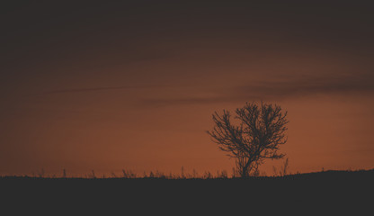 lonely tree sunset