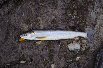 Freshly caught Salvelinus alpinus viewed from above with earth background