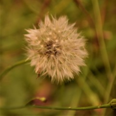 Dandelion close up selective focus in blurred background