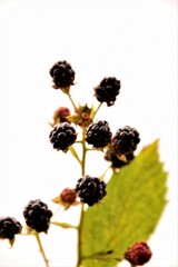 Blackberrys close up selective focus in blurred background