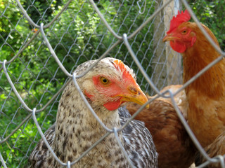 Brown and spotted chickens on the summer farm against the wire mesh, close-up. Egg laying hen in the chicken coop