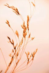 Dry grass close up selective focus in blurred background