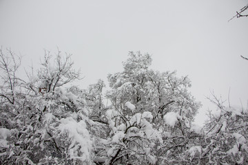 Beautiful winter landscape scene with scene with snow covered trees.