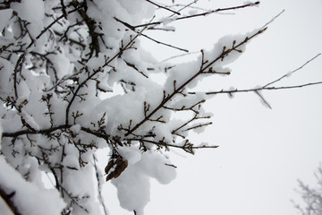 Fototapeta na wymiar Beautiful winter landscape scene with scene with snow covered trees.