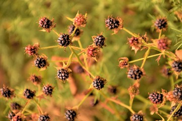 Blackberrys close up selective focus in blurred background
