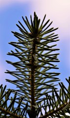 Fir tree branch close up selective focus in blurred background