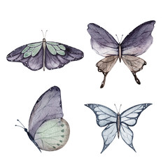 Watercolor butterfly illustration