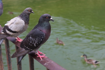 Macro Pigeon