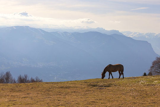 Horse grazing on pastures of Val Tosella Alm with Plateau of Sette Comuni on the background, Monte Grappa, Prealps of Belluno, Seren del Grappa, Belluno province, Veneto, Italy.