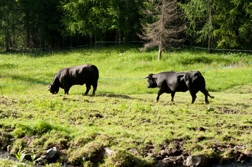 Aosta alpin black fighting cows