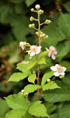 Blackberrys blossom close up selective focus in blurred background