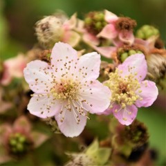Blackberrys blossom close up selective focus in blurred background